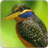 Rufous Collared Kingfisher Sound : Kingfisher Bird icon
