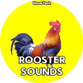 Rooster Sounds on 9Apps