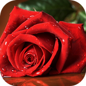 Beautiful Rose Wallpapers icon