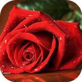 Beautiful Rose Wallpapers on 9Apps