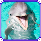 Dolphins live wallpaper &amp; lock screen icon
