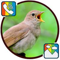 Nightingale - RINGTONES and WALLPAPERS on 9Apps