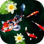 3D Koi Fish Wallpaper