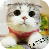 Cute Cat Pictures icon