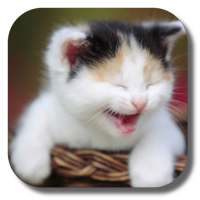 Funny Cat Live Wallpaper on 9Apps