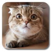 Fat Cat Live Wallpaper icon