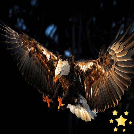 Animal Wallpapers App 🐈🐅🐎 : Animal Background आइकन