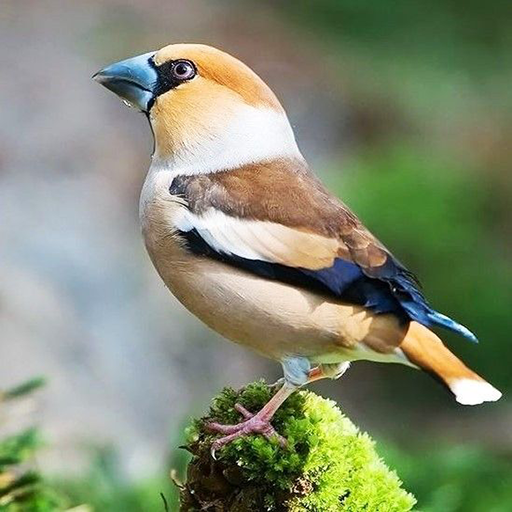 Beauty Birds Wallpaper icon