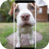 HD Pitbull Wallpapers for Free icon