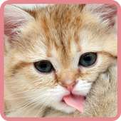 Cute Cats Wallpapers