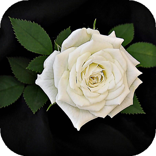 White Rose Live Wallpaper icon