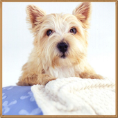 Dog Breeds أيقونة