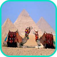 Camel Wallpaper on 9Apps