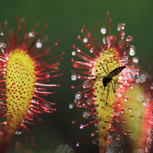 Plant Nutrition иконка