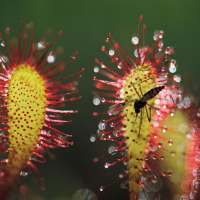 Plant Nutrition on 9Apps