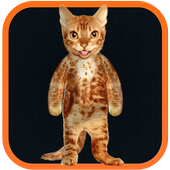 Real Talking Cat icon