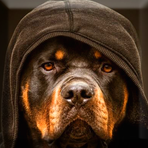 Rottweiler Wallpaper icon