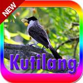 Burung kutilang 2018