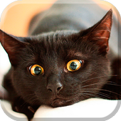 Black Cat Live Wallpaper icon