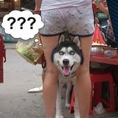 Funny Images - Memes For Whatsapp icon