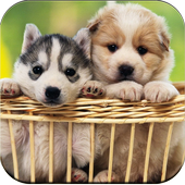 Dog Wallpaper أيقونة