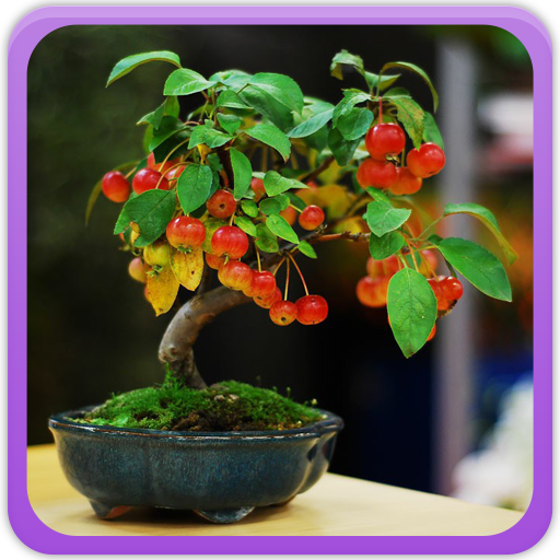 Bonsai Tree Gallery icon