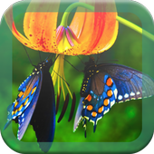 Butterfly Live Wallpaper icon