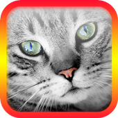 Translator for Cats - Cat Translator icon