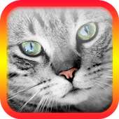 Translator for Cats - Cat Translator