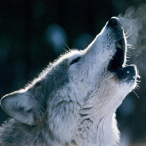 Animal Sound  ☆ Animal Kingdom icon