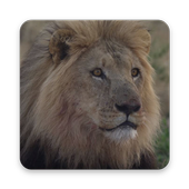 The Animal Fight Video icon