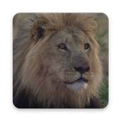 The Animal Fight Video