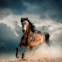 Horse Wallpapers on 9Apps