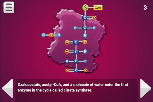 Biology Cellular Respiration screenshot 3