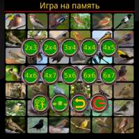 True Birds Memory Game Free