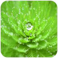 Macro Wallpaper on 9Apps