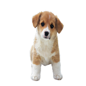 Puppy Crush Saga icon