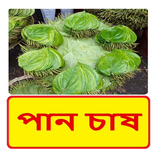 পান চাষের সঠিক পদ্ধতি ~ Betel leaf Cultivation icon
