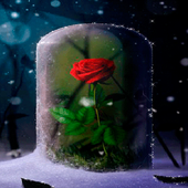 Rose Rough Live Wallpaper icon