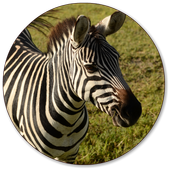 Zebra Wallpapers icon