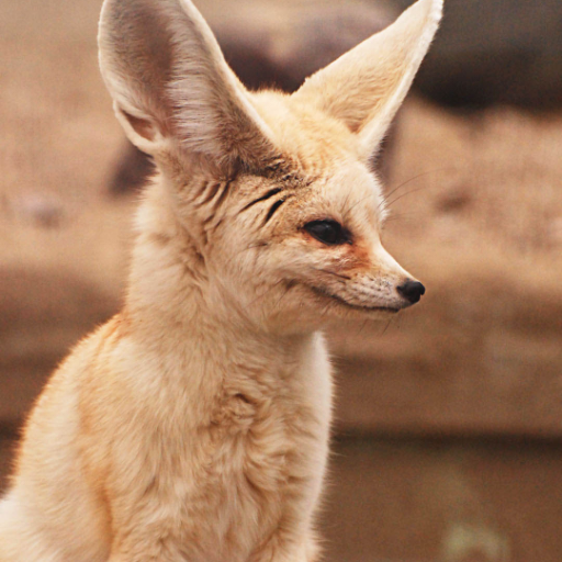 Fennec fox Wallpapers icon
