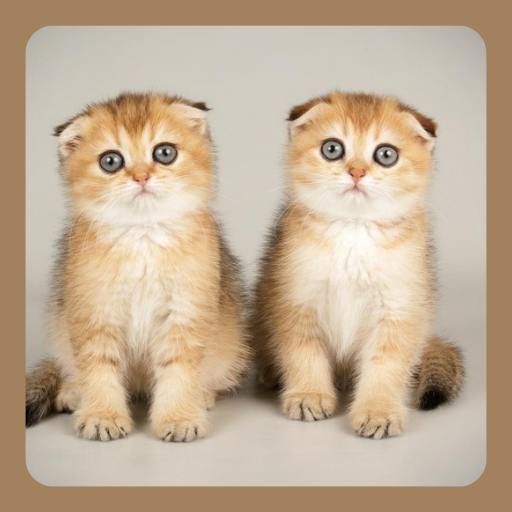 CUTE CAT WALLPAPER icon