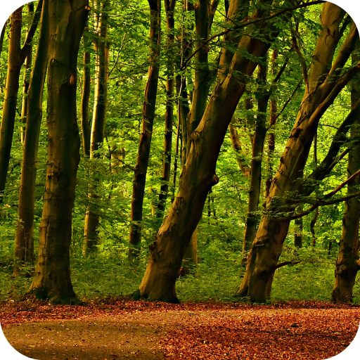 Forest Wallpaper icon