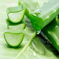 Health Benefits of Aloe Vera on 9Apps