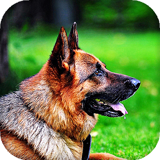 German Shepherd Live Wallpaper : backgrounds hd icon