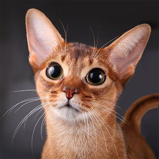 Nagsasalita ng Abyssinian Cat icon
