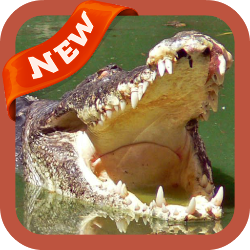 Crocodile Wallpaper icon