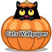 Cats Wallpapers