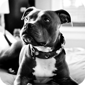 Pitbull Pack 4 Live Wallpaper icon