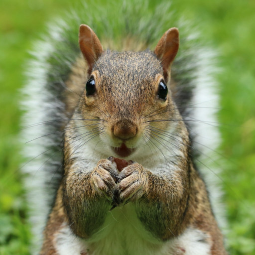 Squirrel Sounds Soundboard icon